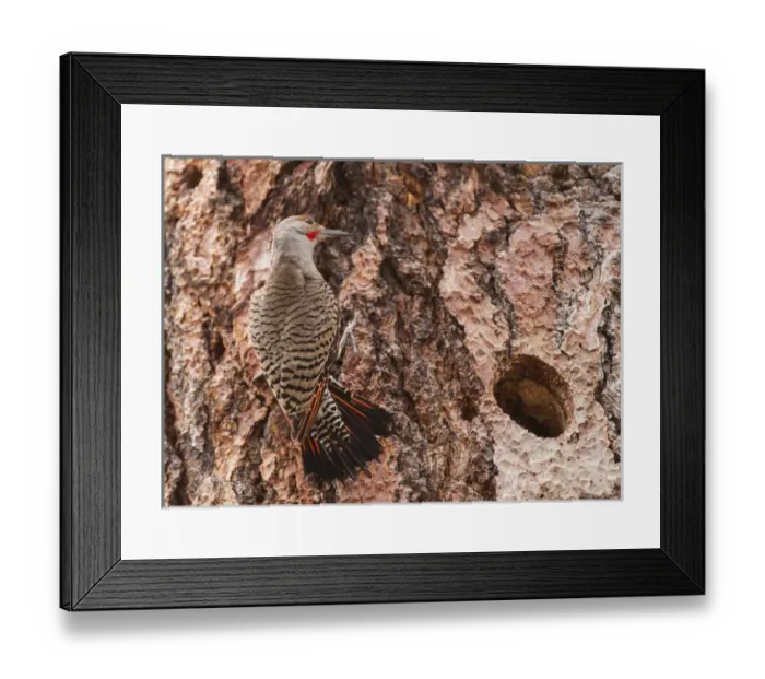 Framed Print : Northern Flicker balanced on the bark of a Ponderosa Framed Print : Northern Flicker balanced on the bark of a Ponderosa