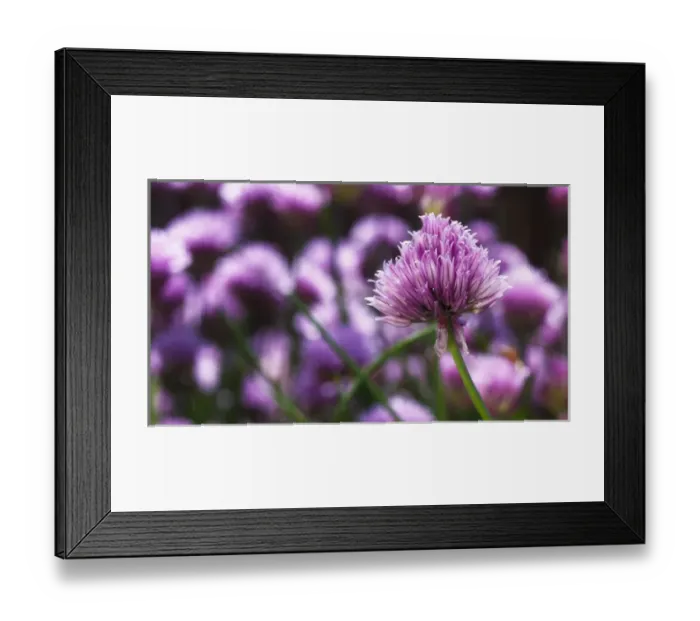 Framed Print : USA, Oregon, Keizer, Chives in bloom in backyard Framed Print : USA, Oregon, Keizer, Chives in bloom in backyard