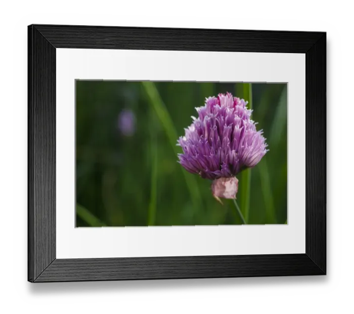 Framed Print : USA, Oregon, Keizer, Chives in bloom in backyard