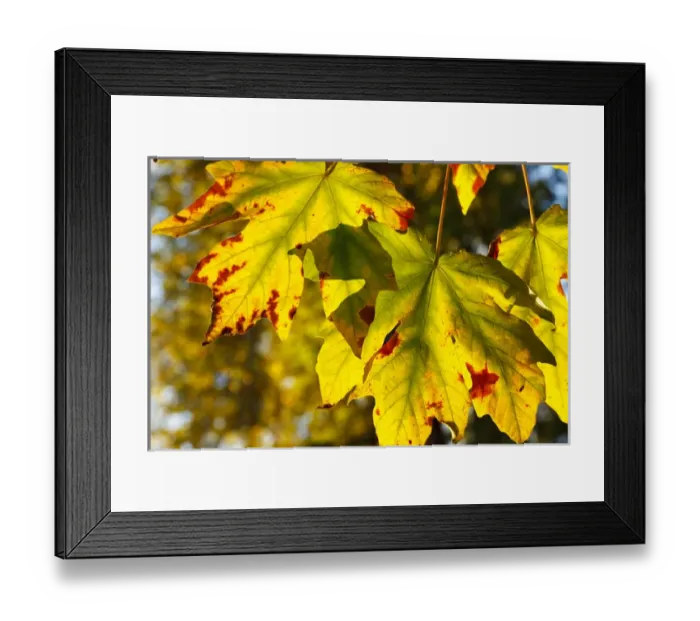 Framed Print : USA, Oregon, Larwood Wayside, fall leaves Framed Print : USA, Oregon, Larwood Wayside, fall leaves