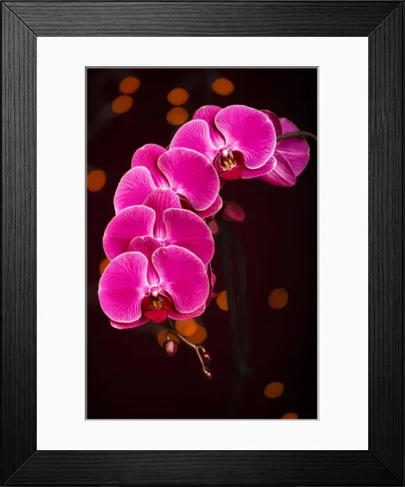 Framed Print : USA, Oregon, Keizer, hybrid orchid