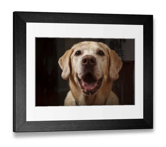 Framed Print : USA, Oregon, Keize, Labrador Retriever. PR Framed Print : USA, Oregon, Keize, Labrador Retriever. PR