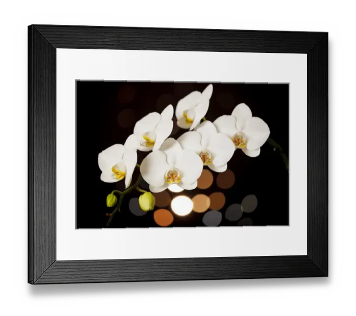 Framed Print : USA, Oregon, Keizer, hybrid orchid Framed Print : USA, Oregon, Keizer, hybrid orchid