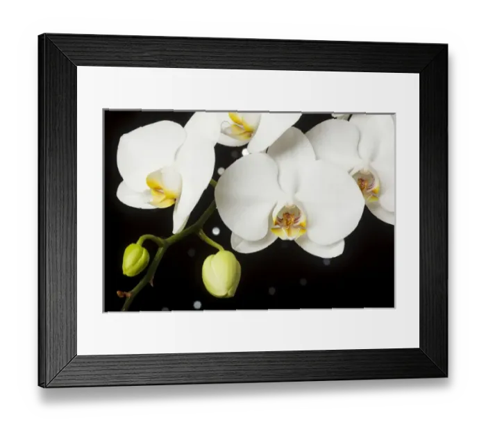 Framed Print : USA, Oregon, Keizer, hybrid orchid Framed Print : USA, Oregon, Keizer, hybrid orchid