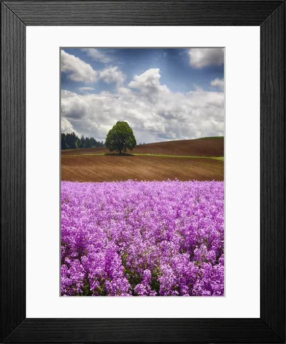 Framed Print : North America; USA; Oregon; Willamette Valley; Farming in the Willamette Valley of Oregon Framed Print : North America; USA; Oregon; Willamette Valley; Farming in the Willamette Valley of Oregon