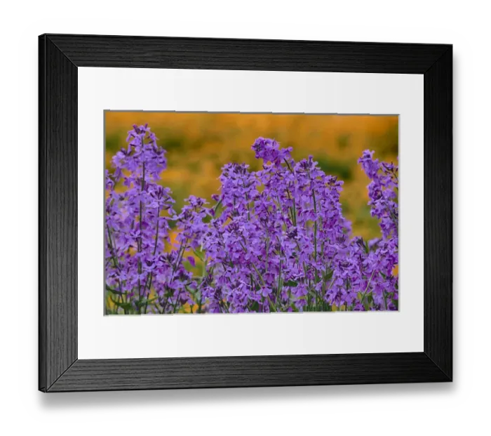 Framed Print : North America; USA; Oregon; Willamette Valley; Farming in the Willamette Valley of Oregon