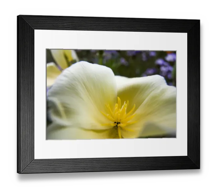Framed Print : North America; USA; Oregon; Willamette Valley; Close Up of Poppy in Bloom Framed Print : North America; USA; Oregon; Willamette Valley; Close Up of Poppy in Bloom