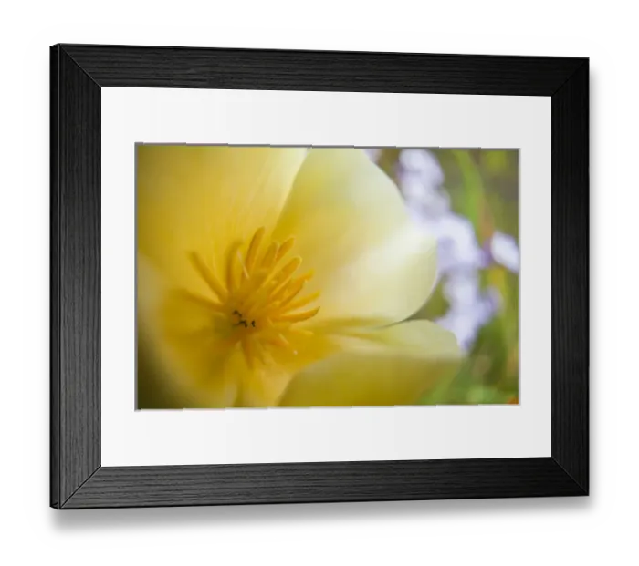 Framed Print : North America; USA; Oregon; Willamette Valley; Close Up of Poppy in Bloom
