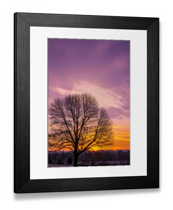 Framed Print : USA, Pennsylvania, King of Prussia. Tree silhouette at sunrise