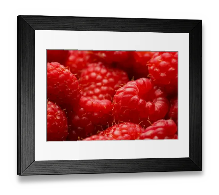 Framed Print : USA, Oregon, Keizer, locally grown raspberries Framed Print : USA, Oregon, Keizer, locally grown raspberries