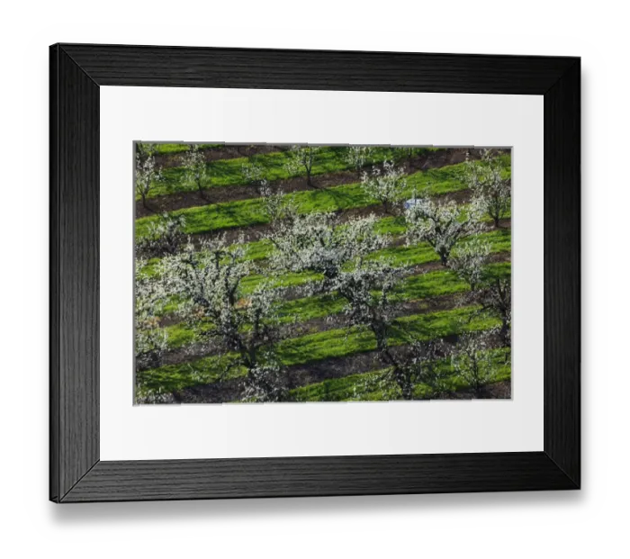 Framed Print : USA, Oregon, Hood River Valley, an orchard Framed Print : USA, Oregon, Hood River Valley, an orchard