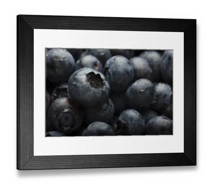 Framed Print : USA, Oregon, Keizer, blueberries Framed Print : USA, Oregon, Keizer, blueberries
