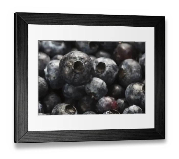 Framed Print : USA, Oregon, Keizer, blueberries