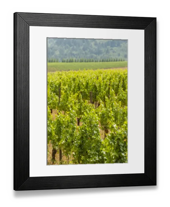 Framed Print : USA, Oregon, Dundee. Torii Mor Winery and vineyard in Dundee Hills, OR Framed Print : USA, Oregon, Dundee. Torii Mor Winery and vineyard in Dundee Hills, OR