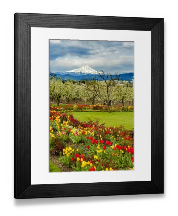 Framed Print : USA, Oregon, Hood River. Mt. Hood looms over spring flowers and apple orchard Framed Print : USA, Oregon, Hood River. Mt. Hood looms over spring flowers and apple orchard