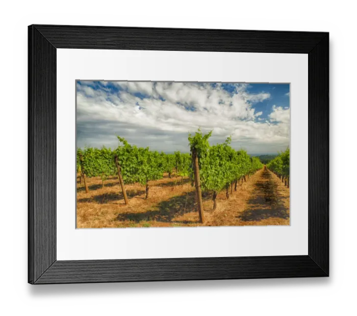 Framed Print : USA, Oregon, Dundee. Torii Mor Winery and vineyard in Dundee Hills, OR Framed Print : USA, Oregon, Dundee. Torii Mor Winery and vineyard in Dundee Hills, OR