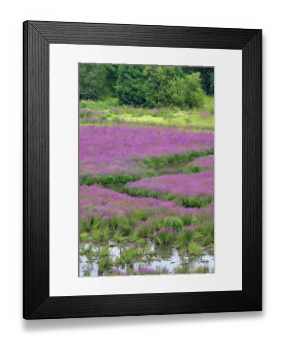 Framed Print : USA, Oregon, Oaks Bottom. Purple loosestrife flowers in marsh Framed Print : USA, Oregon, Oaks Bottom. Purple loosestrife flowers in marsh