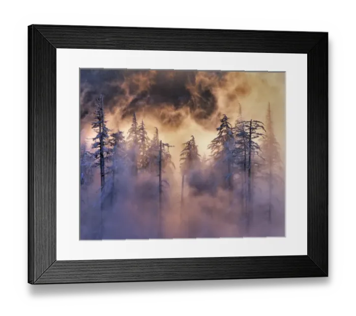 Framed Print : USA, Oregon, Mt Hood National Forest. Evergreens in fog Framed Print : USA, Oregon, Mt Hood National Forest. Evergreens in fog