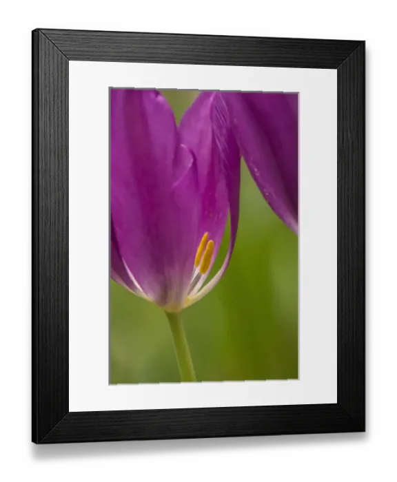 Framed Print : USA, Pennsylvania, Wayne. Tulip in Chanticleer Garden Framed Print : USA, Pennsylvania, Wayne. Tulip in Chanticleer Garden