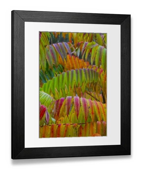 Framed Print : North America, USA, Pennsylvania. Autumn neon colors of Staghorn Sumac (Rhus typhina)