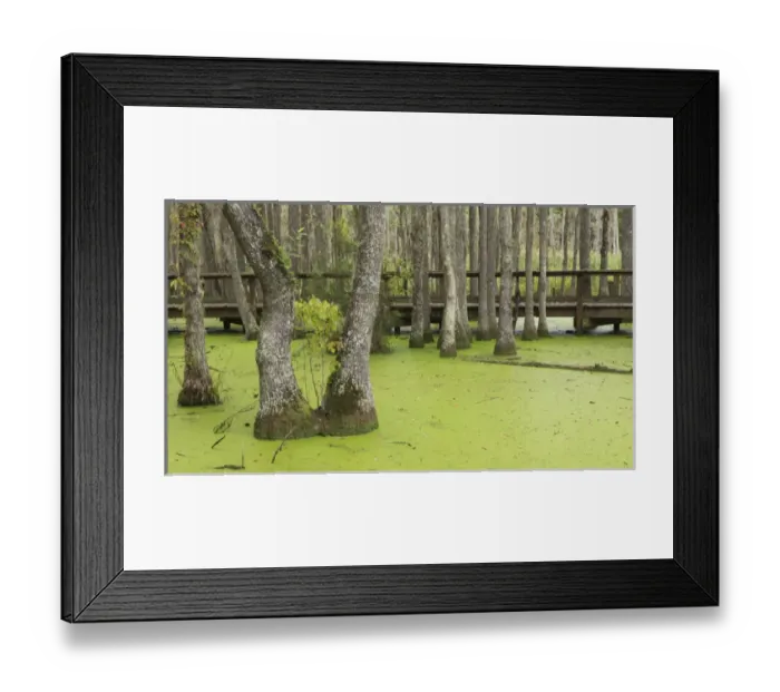 Framed Print : USA, South Carolina, Charleston, Magnolia Plantation. Tupelo trees and boardwalk in swamp