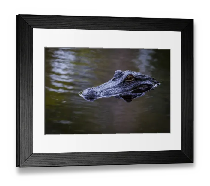 Framed Print : USA, South Carolina, Charleston, Magnolia Plantation. Alligator head on pond surface Framed Print : USA, South Carolina, Charleston, Magnolia Plantation. Alligator head on pond surface