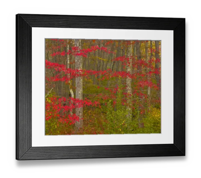 Framed Print : USA, Pennsylvania, Delaware Watergap National Recreational Area. Autumn colors in forest Framed Print : USA, Pennsylvania, Delaware Watergap National Recreational Area. Autumn colors in forest