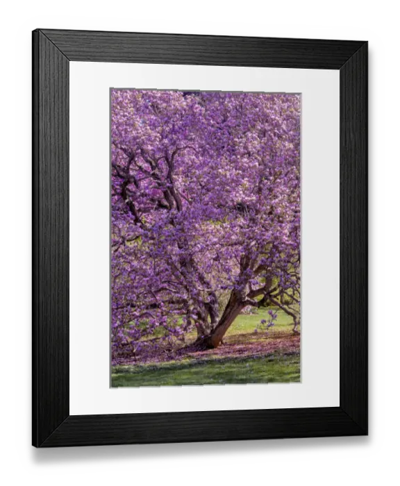 Framed Print : USA, Pennsylvania, Wayne, Chanticleer Garden Framed Print : USA, Pennsylvania, Wayne, Chanticleer Garden