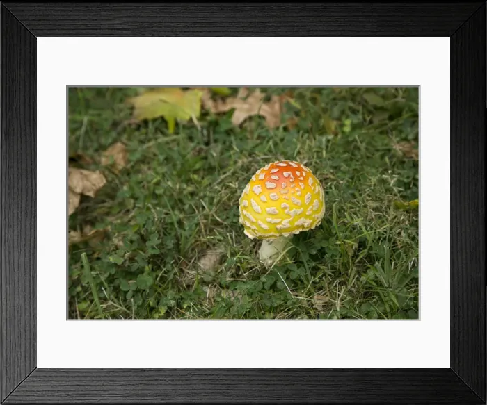 Framed Print : Pittsburgh, PA, USA Framed Print : Pittsburgh, PA, USA