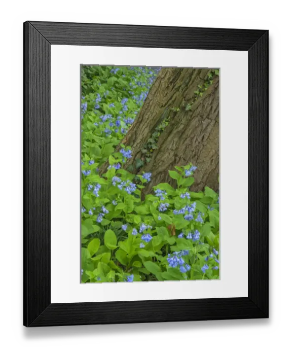 Framed Print : USA, Pennsylvania, Wayne, Chanticleer Garden