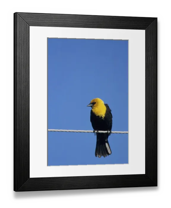 Framed Print : Yellow-headed Blackbird (Xanthocephalus xanthocephalus) male on power line near Waubay Framed Print : Yellow-headed Blackbird (Xanthocephalus xanthocephalus) male on power line near Waubay
