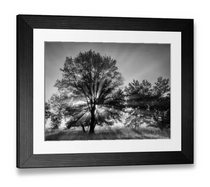 Framed Print : USA, Tennessee, Great Smoky Mountains National Park, Sunrise through fog and trees Framed Print : USA, Tennessee, Great Smoky Mountains National Park, Sunrise through fog and trees