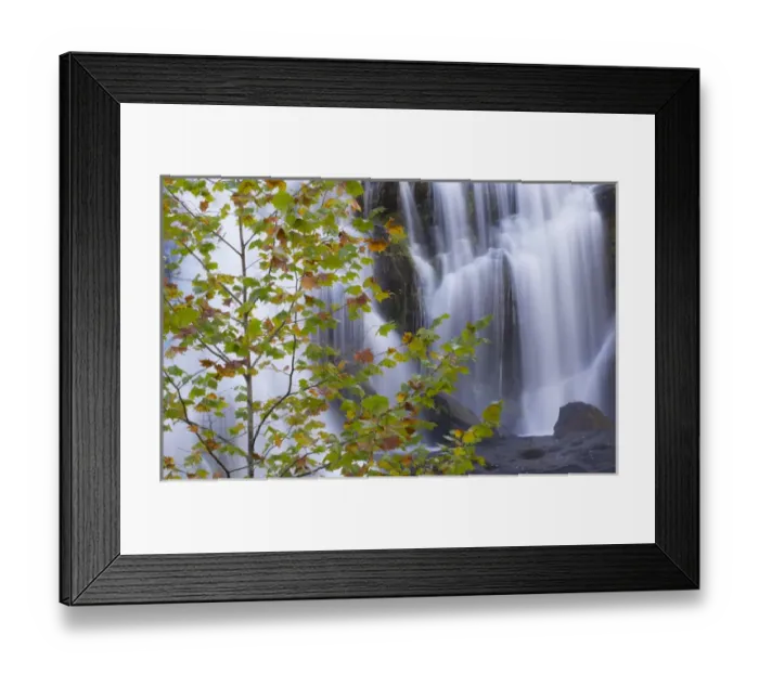 Framed Print : USA, Tennessee. Maple tree and Bald Creek Falls Framed Print : USA, Tennessee. Maple tree and Bald Creek Falls