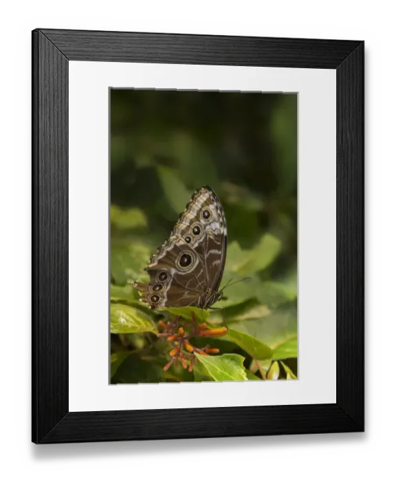 Framed Print : USA, Tennessee, Chattanooga. Giant owl butterfly on leaf Framed Print : USA, Tennessee, Chattanooga. Giant owl butterfly on leaf