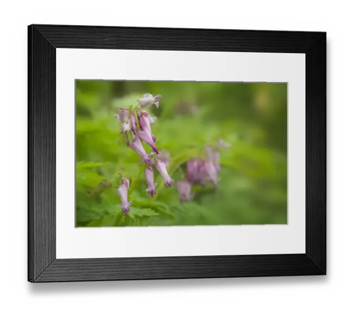 Framed Print : USA, Tennessee, Great Smoky Mountains National Park. Bleeding heart wildflowers in Cades Cove