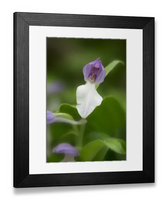 Framed Print : USA, Tennessee, Great Smoky Mountains National Park. Showy orchis orchid close-up