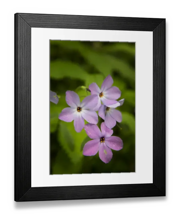 Framed Print : USA, Tennessee, Great Smoky Mountains National Park. Wild blue phlox flower close-up Framed Print : USA, Tennessee, Great Smoky Mountains National Park. Wild blue phlox flower close-up