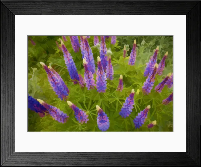 Framed Print : USA, Tennessee. Painterly effect on lupine flowers Framed Print : USA, Tennessee. Painterly effect on lupine flowers