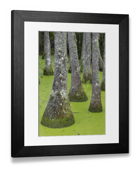 Framed Print : USA, South Carolina, Charleston, Magnolia Plantation. Tupelo trees in swamp water