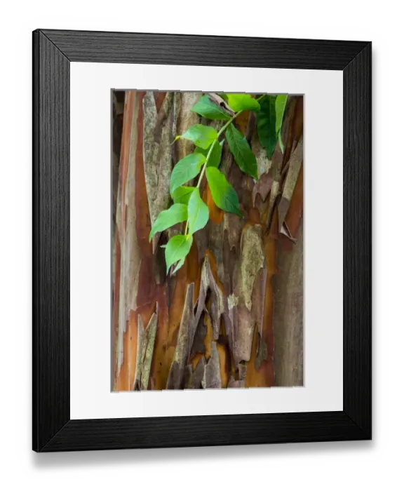 Framed Print : USA, South Carolina, Charleston, Magnolia Plantation. Close-up of crape myrtle bark Framed Print : USA, South Carolina, Charleston, Magnolia Plantation. Close-up of crape myrtle bark