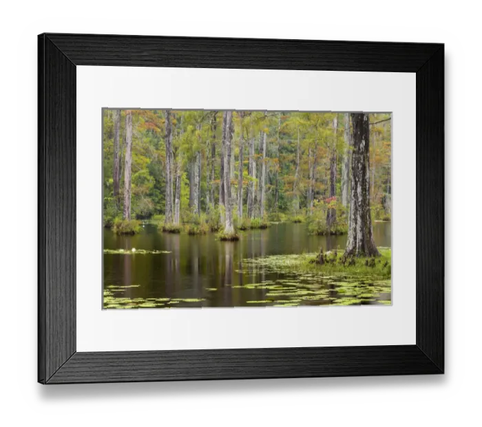 Framed Print : USA, South Carolina, Cypress Gardens. Lily pads in cypress swamp Framed Print : USA, South Carolina, Cypress Gardens. Lily pads in cypress swamp