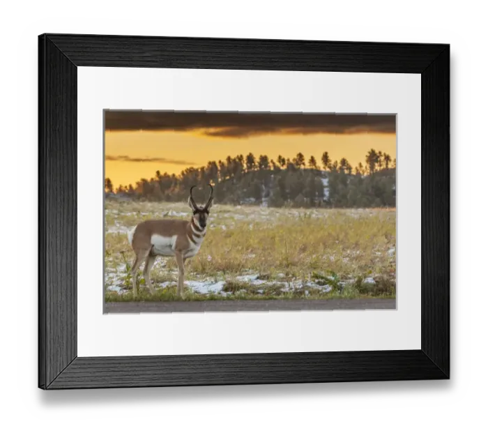 Framed Print : USA, South Dakota, Custer State Park. Pronghorn antelope at sunrise Framed Print : USA, South Dakota, Custer State Park. Pronghorn antelope at sunrise