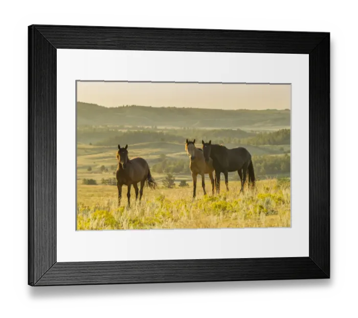 Framed Print : USA, South Dakota, Wild Horse Sanctuary. Wild horses in field Framed Print : USA, South Dakota, Wild Horse Sanctuary. Wild horses in field