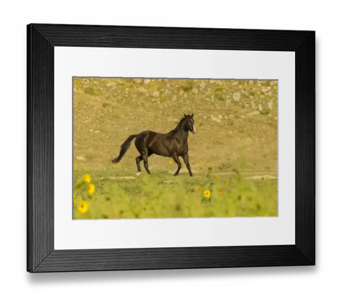 Framed Print : USA, South Dakota, Wild Horse Sanctuary. Wild horse in field