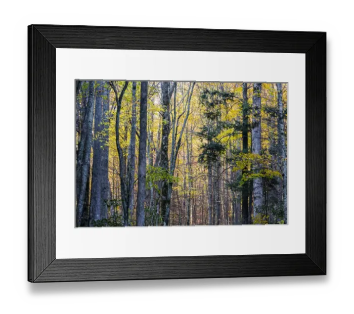 Framed Print : Tennessee, Great Smoky Mountains National Park, Roaring Fork Motor Nature Trail Framed Print : Tennessee, Great Smoky Mountains National Park, Roaring Fork Motor Nature Trail