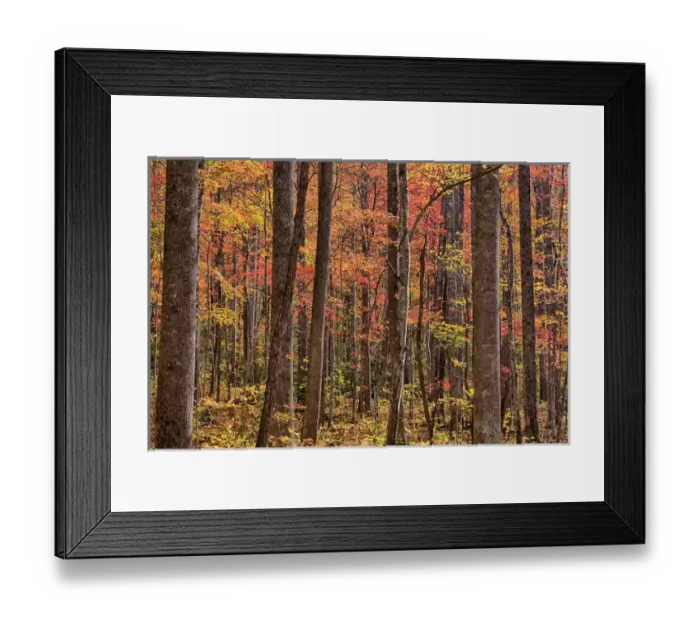 Framed Print : Tennessee, Great Smoky Mountains National Park, Roaring Fork Motor Nature Trail Framed Print : Tennessee, Great Smoky Mountains National Park, Roaring Fork Motor Nature Trail