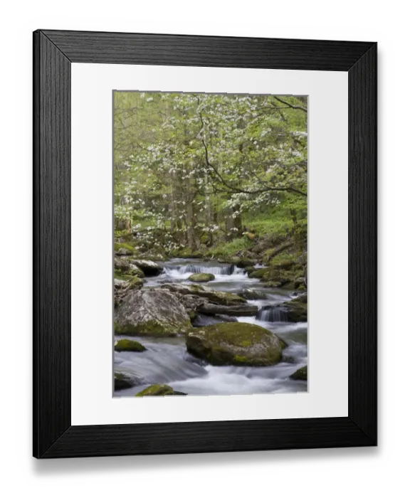 Framed Print : Dogwood trees in spring along Middle Prong Little River, Tremont area, Great Smoky