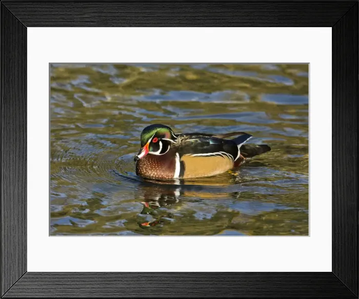 Framed Print : Male Wood Duck; swimming; Crystal Springs Rhododendron Garden; Porttland; Oregon; USA
