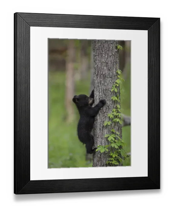 Framed Print : USA, Tennessee. Black bear cub climbing tree