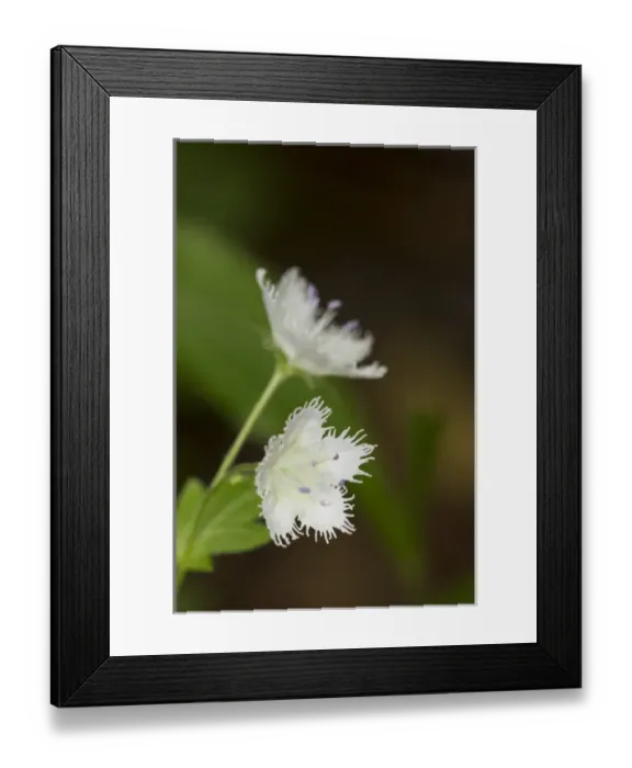Framed Print : USA, Tennessee, Great Smoky Mountains National Park. Fringed phacelia flower close-up Framed Print : USA, Tennessee, Great Smoky Mountains National Park. Fringed phacelia flower close-up